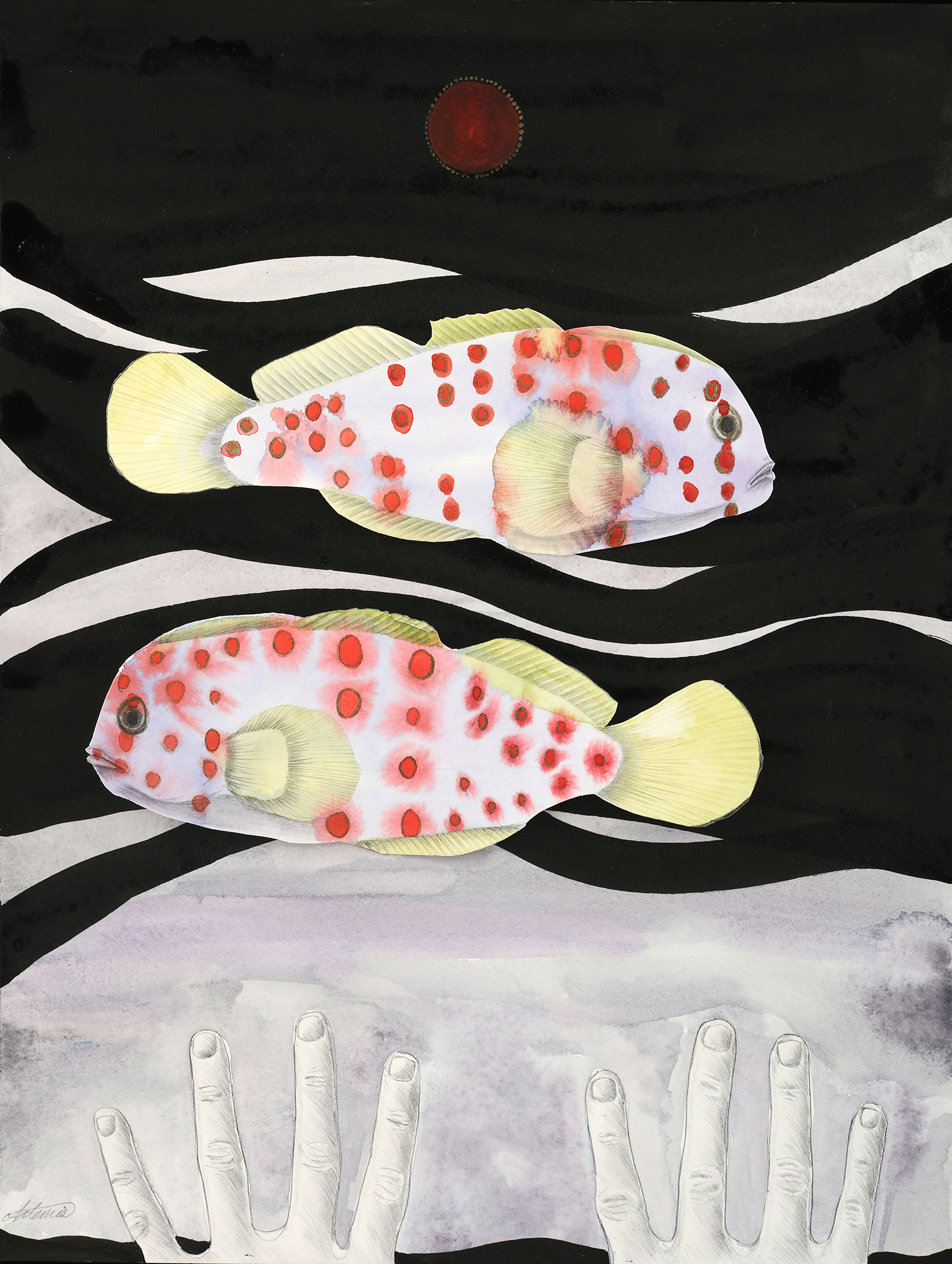 These gobies (Gobiodon aoyagii) have the ability to changes gender in either direction, known as “bidirectional sex change”.